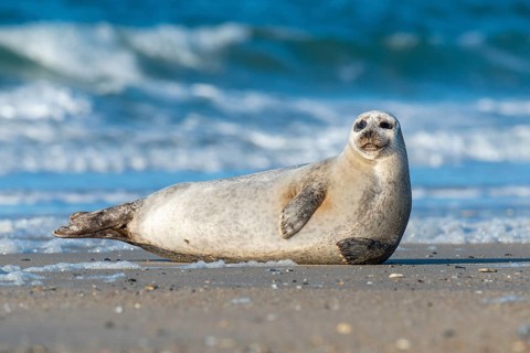 Seal (Phoca vitulina), North Sea, Heligoland, Schleswig-Holstein, Germany