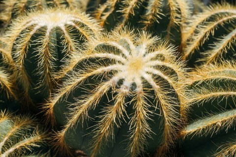 Notocactus magnificus (Parodia magnifica), also known as the balloon cactus, Überlingen on Lake