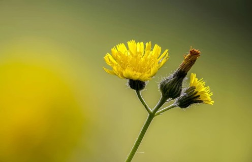 Asteraceae, European hawkweed, hawkweed, hieracium lactucella, daisy, pilosella lactucella, flora,
