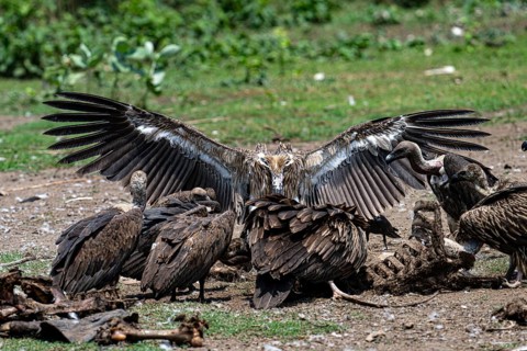 Vulture, slender-billed vulture (Gyps tenuirostris), Chitwan National Park, Terai, Nepal