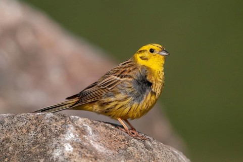 Brandenburg, Emberiza Citrinella, Germany, Yellowhammer, Nabu, national natural heritage, natural