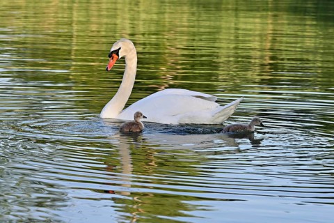 Mute swan (Cygnus olor), male with two chicks swimming in Lake Zug, Canton Zug, Switzerland