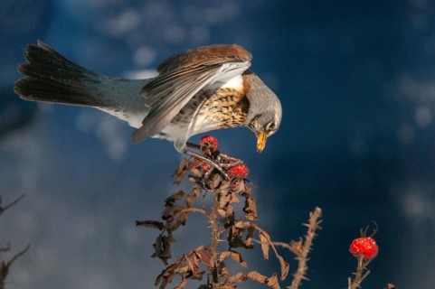 Fieldfares, Turdus pilaris, juniper thrush, birds, thrush, passeri, songbirds, thrush, birds