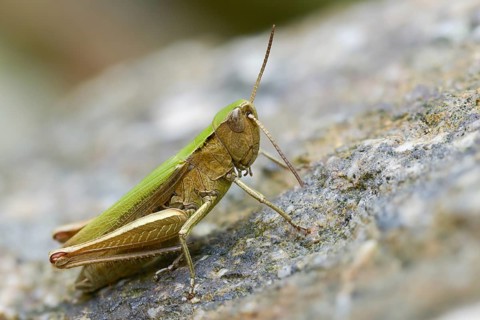 Acrididae, Caelifera, Chorthippus dorsatus, field locusts, gomphocerinae, short-feeler, steppe