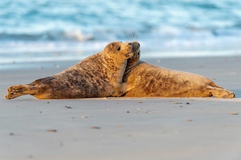 Grey seal (Halichoerus grypus), rutting season, Nordesee, Heligoland, Schleswig-Holstein, Germany