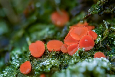 Beaker, byssonectria fusispora, inermisia fusispora, spindle-spored beaker, spindle-spored