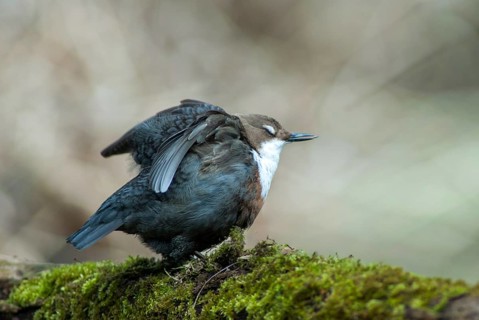 Cinclus cinclus, dippers, birds, female, plumage, passeri, preening, songbirds, songbirds, birds,