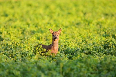 European roe deer (Capreolus capreolus), young roebuck, North Rhine-Westphalia, Germany