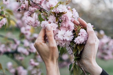 Branch of blooming Japanese pink cherry (Prunus serrulata) Kanzan in the palms of a young woman in