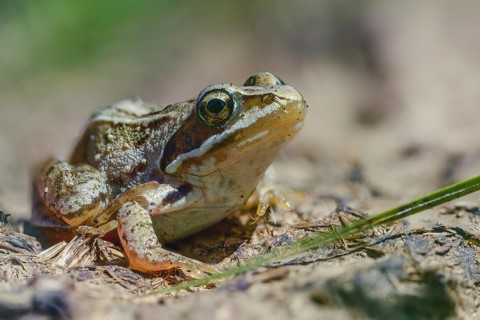 Moor frog, moor frog, rana arvalis, amphibians, amphibians, frog, frogs, young animal, juvenile,
