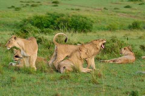 A yawning lion stands amongst a pride on the savannah and moves, lion (Panthera leo), Masai Mara
