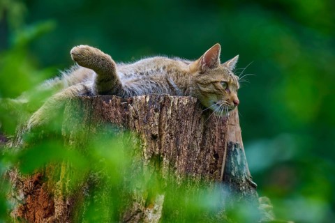 A wildcat is lying on its side, relaxing on a tree trunk, European wildcat (Felis silvestris),