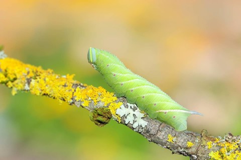 Evening Peacock (Smerinthus ocellata), caterpillar climbing a branch, hawk-moths, insects, moths,