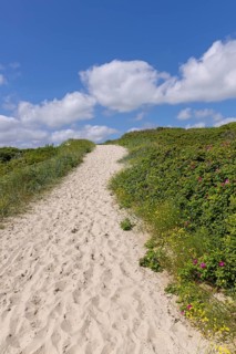 Sandy trail through the dunes to the beach, Langeoog, East Frisia, Lower Saxony, Germany