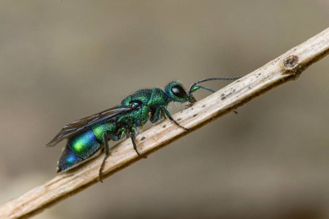 Blue golden wasp, cyan jewel wasp, golden wasp, hymenoptera, trichrysis cyanea, insects, insects