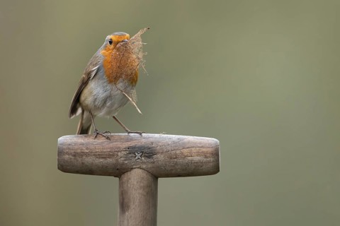 European robin (Erithacus rubecula) adult garden bird on a fork handle with nest material in its