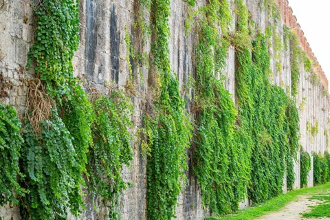Caper bushes (Capparis spinosa) growing at the walls next to Pisa tower, Tuscany, UNESCO World