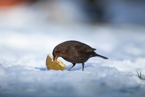 Eurasian blackbird (Turdus merula) adult garden bird feeding on fruit on a snow covered grass lawn