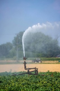 Artificial irrigation of a potato field with an irrigation system, long drought in summer makes