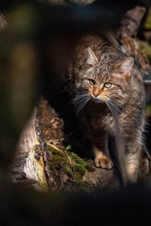 Carnivora, felis silvestris, predators, wildcat, high size, portrait format, mammals, raptors,