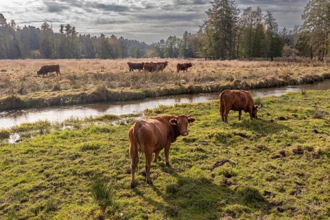 Artiodactyla, Bavaria, Bos Taurus sspec.5, cattle, even-toed ungulate, Höhenvieh, Upper Palatinate,
