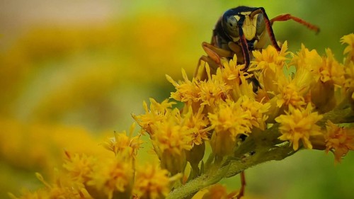 A house wasp (Polistes dominula) clinging to a yellow flower, captured in close-up detail,