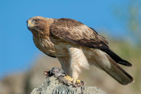 Accipitriformes, Booted Eagle, Hieraaetus Pennatus, Dwarf Eagle, Birds, Eagles, Extremadura,