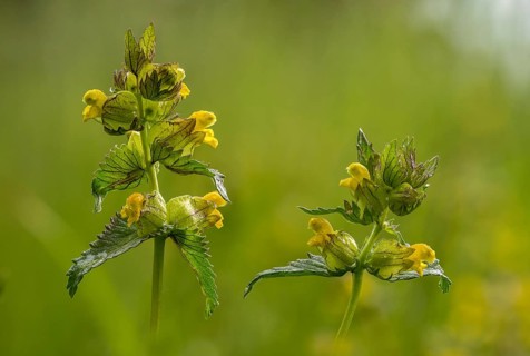 Brownwort family, small rattlespot, rhinanthus minor, scrophulariaceae, cockscomb, flora,
