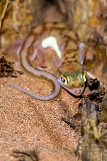 Palmato gecko (Pachydactylus rangei), night shot, NamibRand Nature Reserve, Namib Desert, Namibia