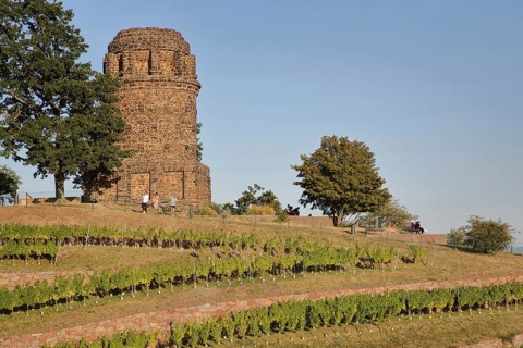 Bismarck Tower built in 1907, Historic Vineyard Landscape Radebeul, wine-growing region, vines,
