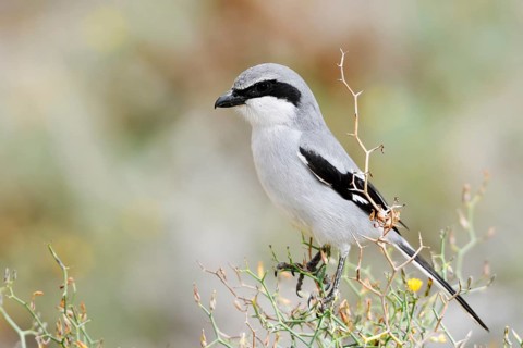 Great Grey Shrike (Lanius excubitor koenigi), Fuerteventura, Canary Islands, Spain