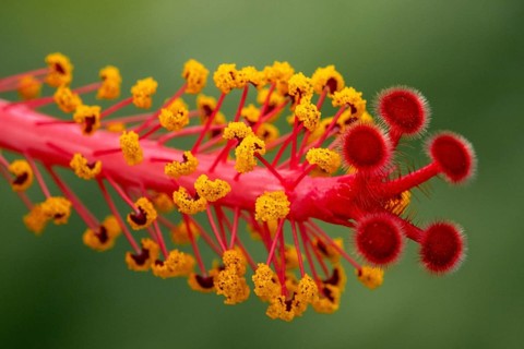 Hibiscus, flower with male and female reproductive organs, stigmas and stamens with anthers, macro