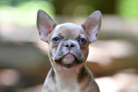 Portrait of cute blue sable French Bulldog dog puppy in forest nature