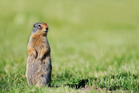 A Columbia ground squirrel (Urocitellus columbianus, Spermophilus columbianus) stands upright in a