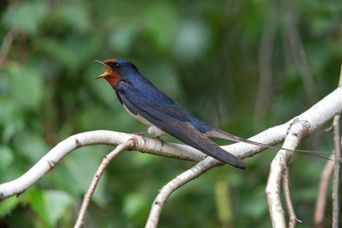 Hirundo rustica, barn swallow, birds, song, passeri, swallows, singing, songbirds, songbirds, birds