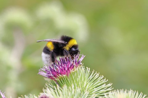 Large earth bumblebee (Bombus terrestris), on a flower of the field thistle (Cirsium arvense),