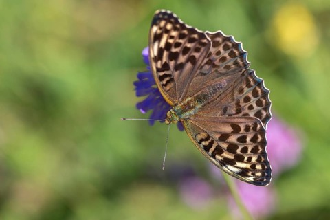 Argynnis paphia, imperial mantle, silver-washed fritillary, butterfly, female, insects, butterfly,