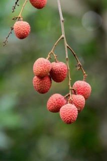 Lychee tree (Litchi chinensis), lychee tree, fruit, ripe, on the tree, Monzi, KwaZulu-Natal, South