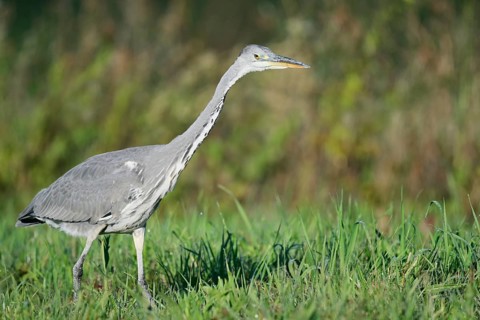 Grey heron (Ardea cinerea) foraging in a meadow, North Rhine-Westphalia, Germany