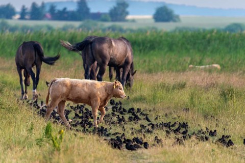 Artiodactyla, Bos Primigenius Taurus, Cattle, Equus Caballus, Even-Toed Ungulate, Germany, Großer