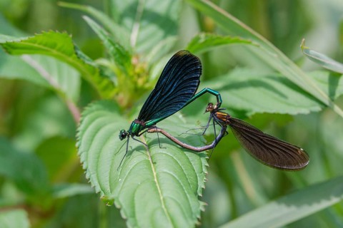 Beautiful demoiselle, blue-winged dragonfly, Calopteryx virgo, dragonfly, dragonflies, insects,