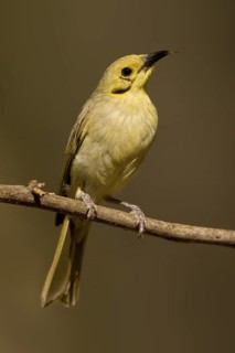 Yellow-tinted Honeyeater (Ptilotula flavescens), Western Australia, Australia