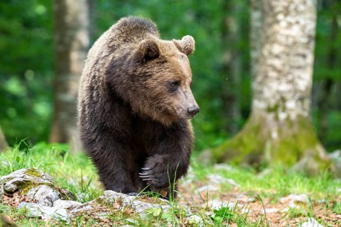 European brown bear (Ursus arctos arctos) in the forest, Notranjska region, Slovenia