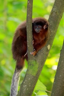 Coppery titi (Plecturocebus cupreus, syn.: Callicebus cupreus), adult, alert, tree, South America