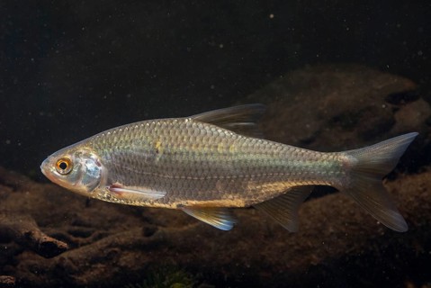 Roach, rutilus rutilus, swan, feather, fish, fishes, pisces