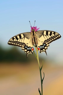 Swallowtail (Papilio machaon), North Rhine-Westphalia, Germany