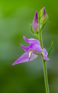 Cephalanthera rubra, orchids, orchids, orchid plants, purple forest bird, forest bird, flora, high