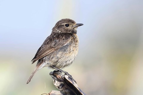Stonechat (Saxicola rubicola), female, Algarve, Portugal