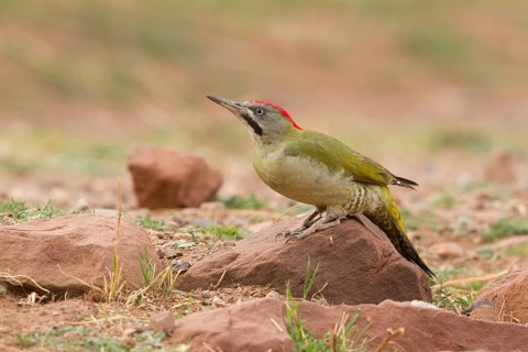 Levaillant's Woodpecker (Picus vaillantii) male, Morocco