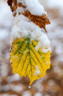 Autumn, detail, autumn, autumn leaves, high size, portrait format, snow, snow